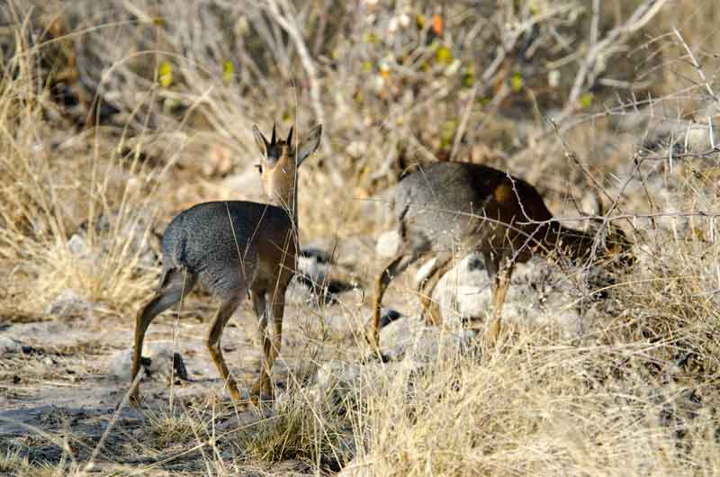 Antílope Dik Dik - parque nacional de Etosha - Namibia 1.jpg